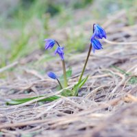Первенцы весны :: Ирина Баскакова