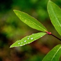 Капли :: Виктор Фоменко