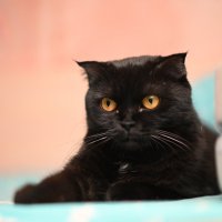 Маруся :: Вячеслав Дроздов