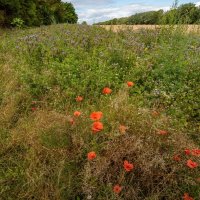Разнотравье... :: Николай Гирш