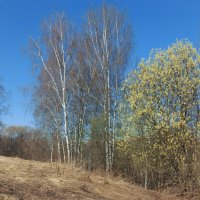 Весна. :: Владимир Безбородов