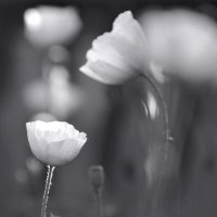 Мелодия дождя :: Марина Фомина.