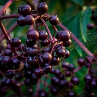 Ягоды бузины :: Лилия Ягоды бузины :: Лилия
