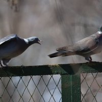 А ну стоять, куда пошла? :: Елена Иванкина