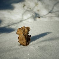 зимние сказки :: Андрей Литов