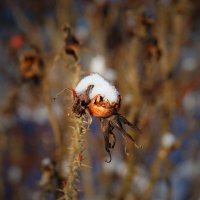 зимние сны :: Андрей Литов зимние сны :: Андрей Литов