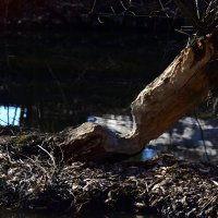 Не доел. Не по зубам. :: Наталья Вязигина