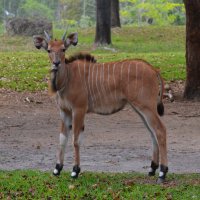 Антилопа Канна :: Таня Фиалка