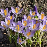 Первые крокусы расцвели в Царицыне :: <<< Наташа >>>