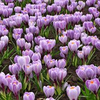 *** :: Игорь Kуленко