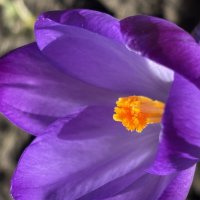 Крокус :: Ольга Савельева 