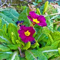 Такие разные примулы :: Светлана 