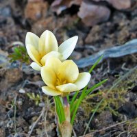 Весна идет - первые крокусы! :: Светлана 