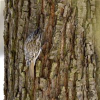 Пищуха :: Сергей Владимирович Егоров