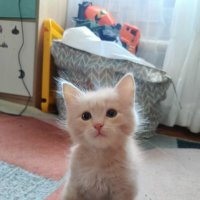 *** :: Андрей Л. В.