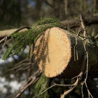 Смоляной спил. Аромотерапия) :: Любовь 