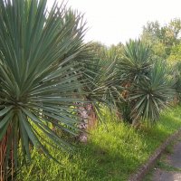 Сочи, пальмы :: Фотогруппа Весна