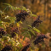 Куст спелой бузины :: Лилия 