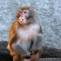 Вы что-то сказали? :: ZNatasha -