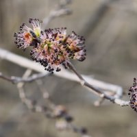 Зацвёл Карагач :: Мариша Тим