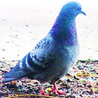 Красавчик прилетел :: Людмила Смородинская