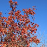 прекрасный октябрь :: Елена Шаламова