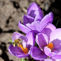 "Поле" :: Александр Кондаков