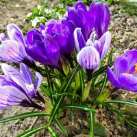 Крокусы на городской клумбе. :: Милешкин Владимир Алексеевич 