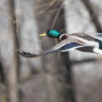 *** :: Владимир Безбородов