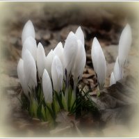 *** :: Aleksandr Gal