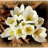 *** :: Aleksandr Gal