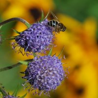 ... :: Анастасия Смирнова ... :: Анастасия Смирнова