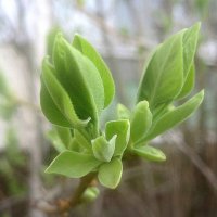 Первые :: Елена Семигина Первые :: Елена Семигина