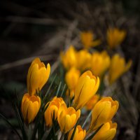 Крокусы :: Игорь Шевченко