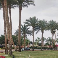 Египет. Шарм-эль-Шейх :: Ирэн Египет. Шарм-эль-Шейх :: Ирэн