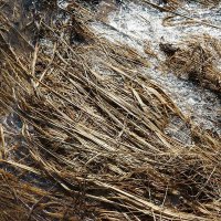 Весенний сюжет :: Сергей Курников