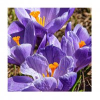 Распустились... :: Svyatoslav [Artisan] Ph.