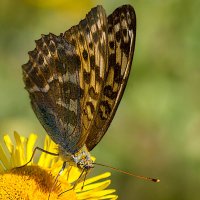 На цветке :: Андрей Пристяжнюк