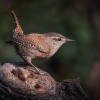 Задерихвост :: Александр К.