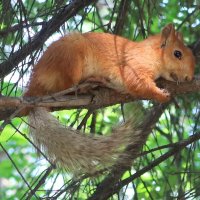 На хвойной ветке :: Галина Козлова 