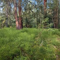 Мягкий хвощ и лиственницы :: Галина Козлова Мягкий хвощ и лиственницы :: Галина Козлова