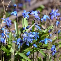 Пролески, которые мы называем подснежниками :: Татьяна Машошина