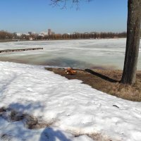 Огари на подножном корму :: Игорь Ч.