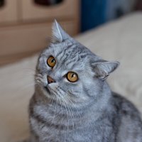 Савелий. :: Андрей Дурапов