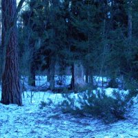 Лес. Лейка 4 Мп. :: Михаил Елочкин