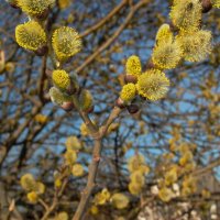 Лейка 2002 года выпуска. :: Михаил Елочкин