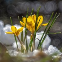 Не только белые :: sorovey Sol