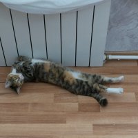 Домашняя кошка лежит возле батареи :: Александр Буторин