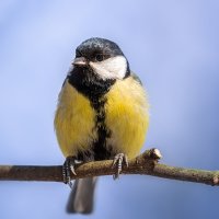 Синица :: Alex Bush