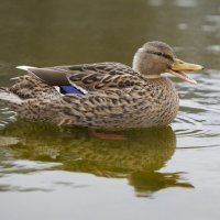 Улыбочку :: Вадим Вайс